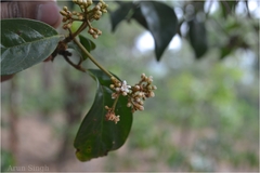 Viburnum punctatum